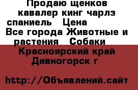 Продаю щенков кавалер кинг чарлз спаниель › Цена ­ 40 000 - Все города Животные и растения » Собаки   . Красноярский край,Дивногорск г.